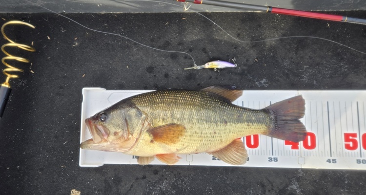 ラッキークラフト プラッギングパフォーマンスLC-63R – LureNote