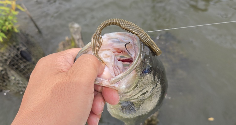 カバーシュリンプ 釣果画像
