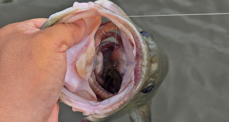 カバーシュリンプ 釣果画像